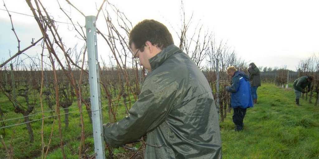 Lire la suite à propos de l’article FORMATION TAILLE DE LA VIGNE