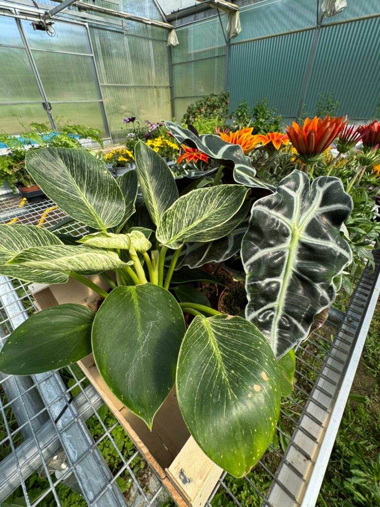 WhatsApp Image 2026-04-21 at 16.16.03n