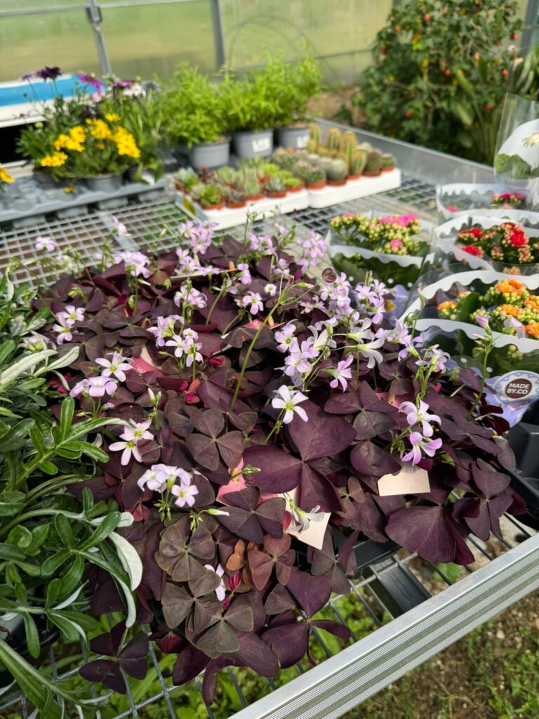 WhatsApp Image 2026-04-21 at 16.16.04t